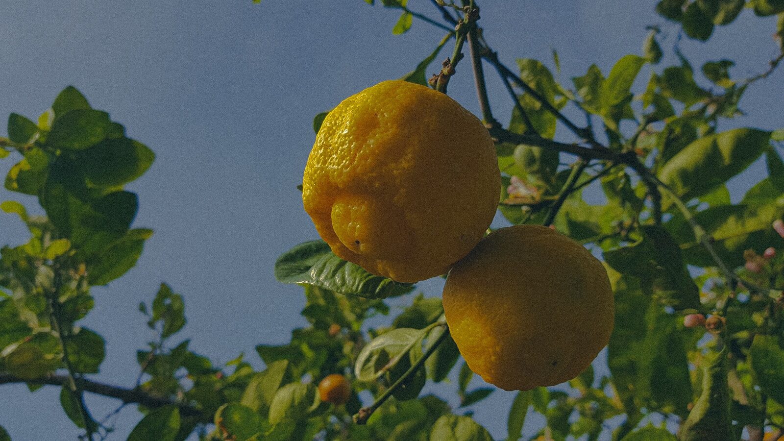 a couple of lemons hanging from a tree